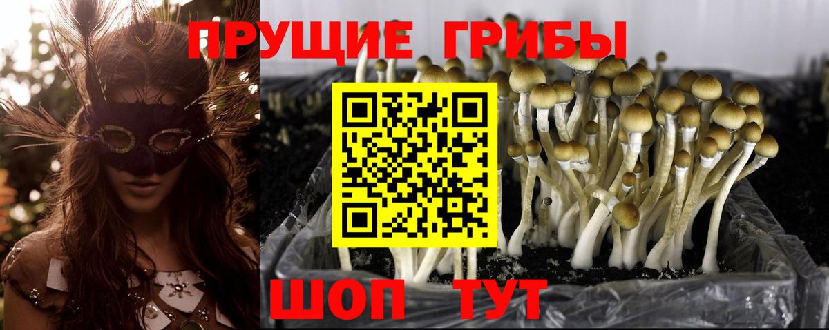 Псилоцибиновые грибы Psilocybine cubensis  Псилоцибиновые грибы GOLDEN TEACHER  Вход с VPN  Севастополь 