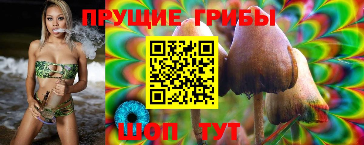 Псилоцибиновые грибы Psilocybine cubensis Севастополь